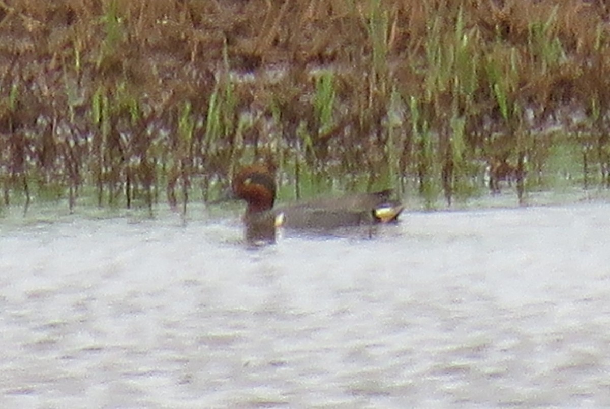 Green-winged Teal - ML60477871