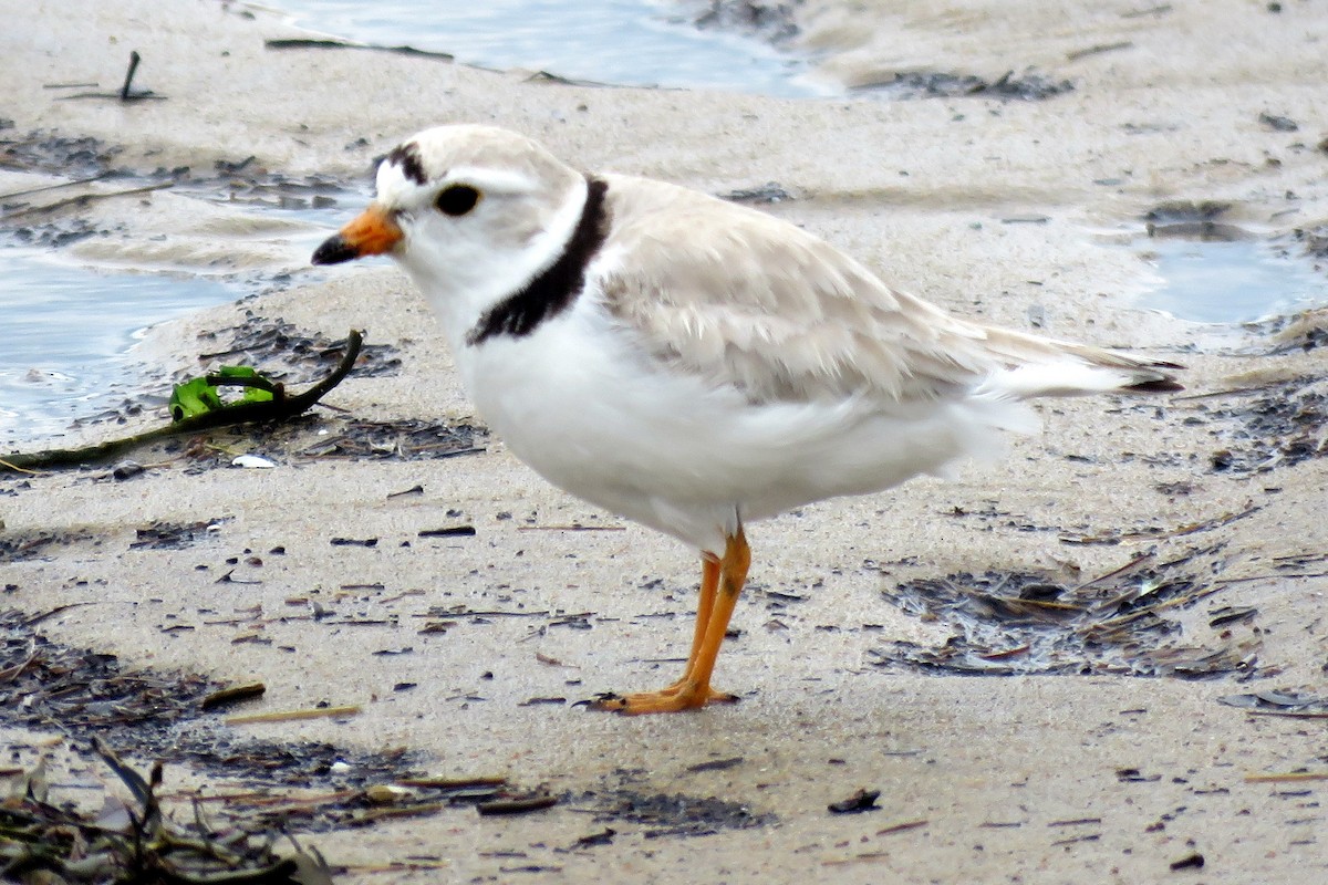 Piping Plover - ML60477921