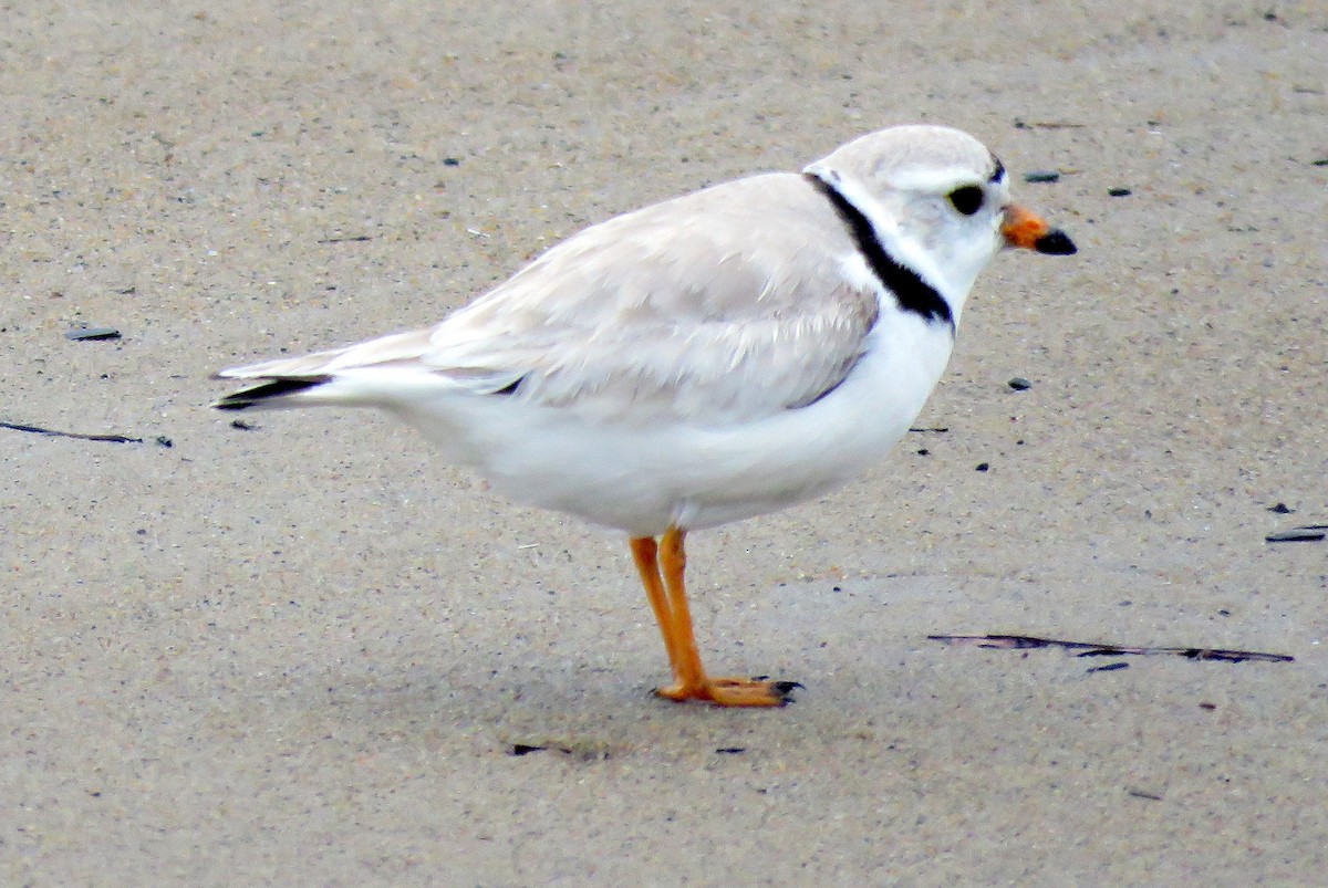 Piping Plover - ML60477931