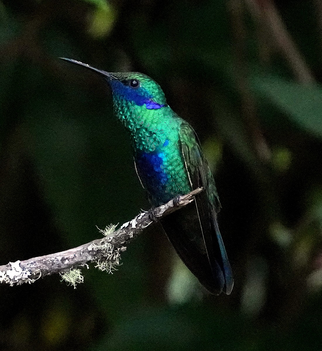 kolibřík modrolící - ML604783111