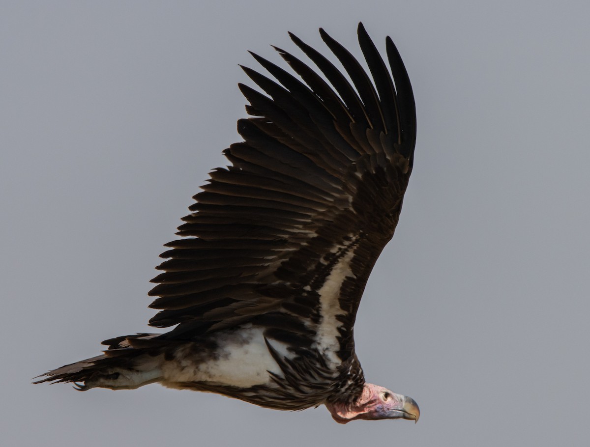 Lappet-faced Vulture - ML604787181