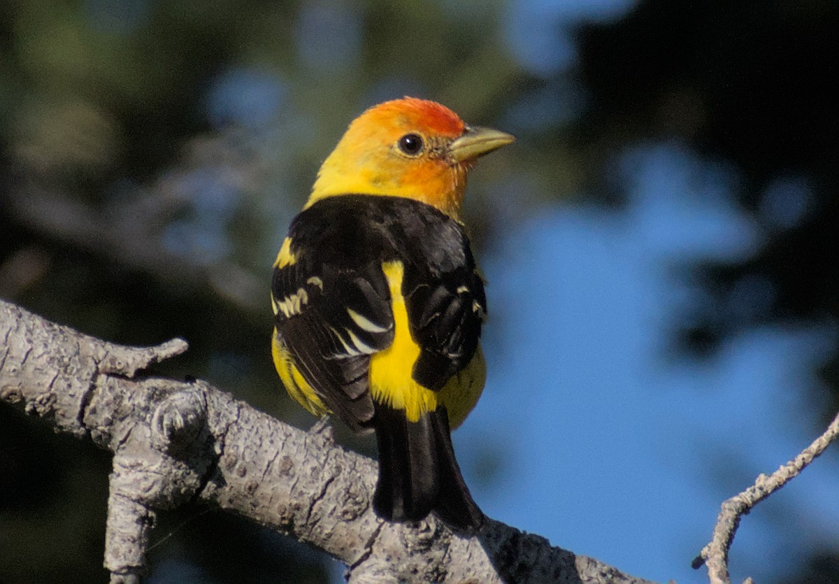 Western Tanager - ML604788221