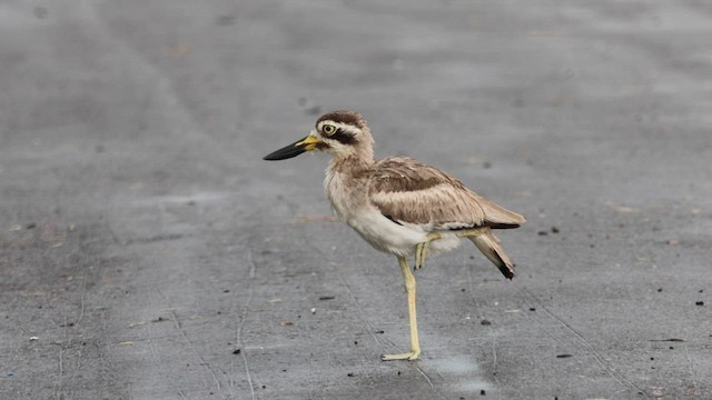 Great Thick-knee - ML604788261