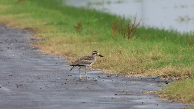Great Thick-knee - ML604788271