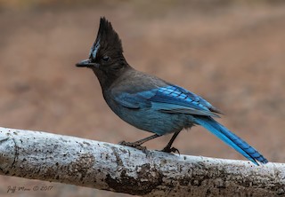 Steller's Jay