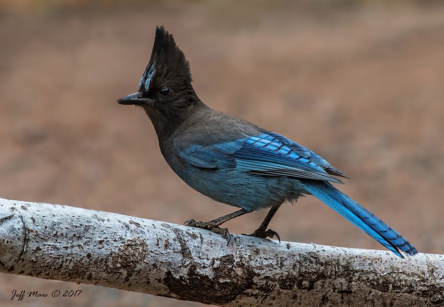 Steller's Jay