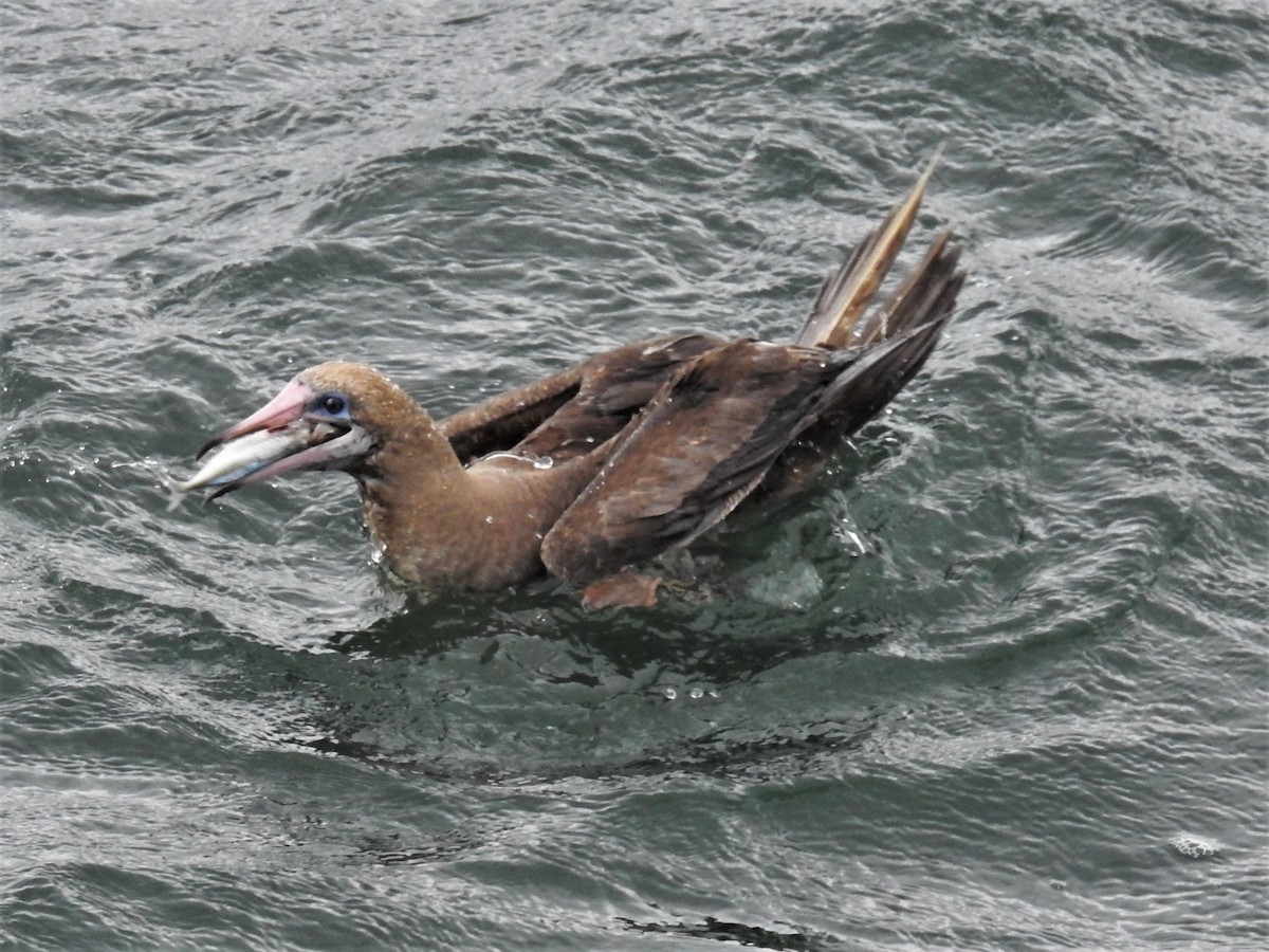 Red-footed Booby - ML60479271