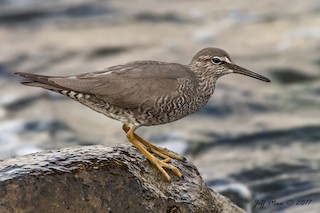 Wandering Tattler
