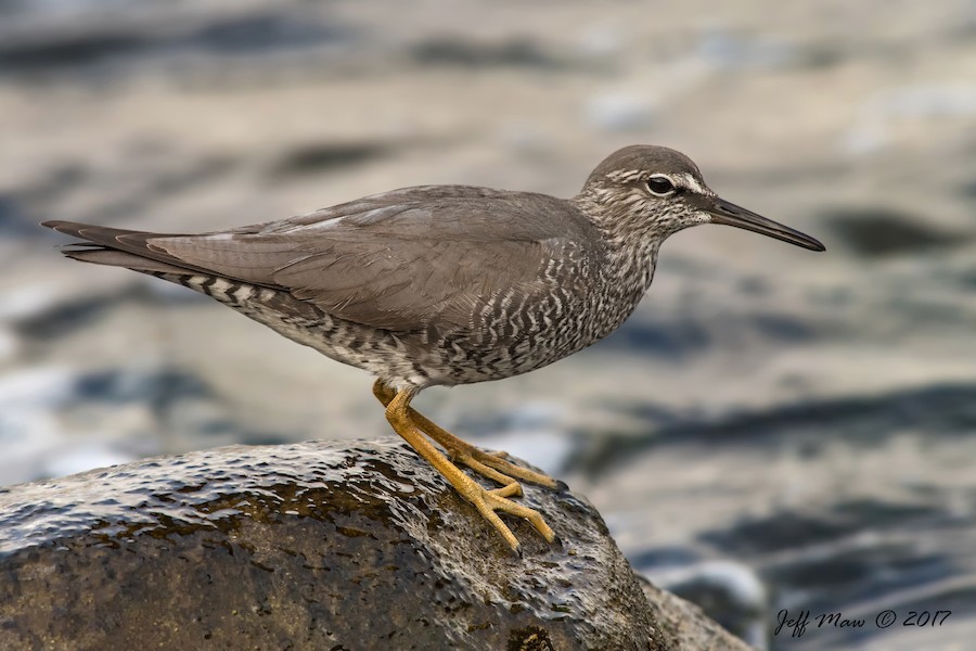 Wandering Tattler