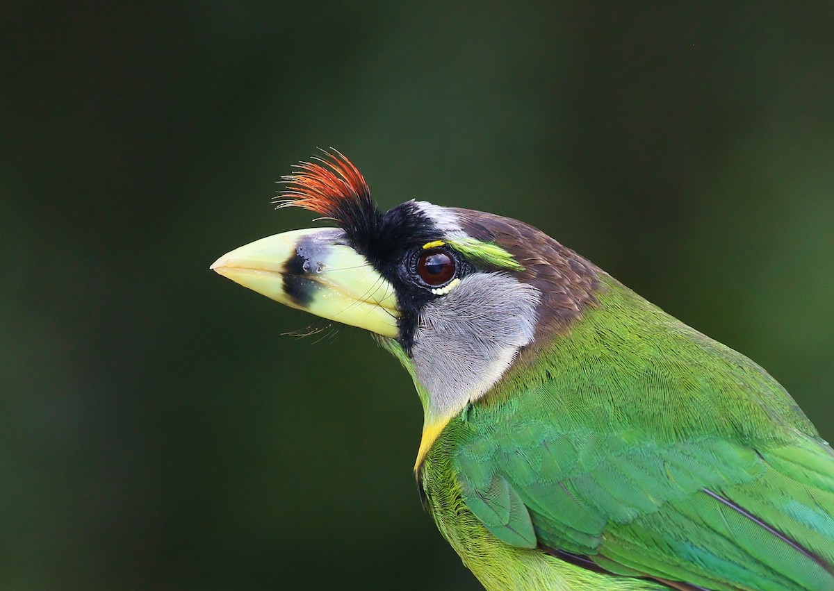 Fire-tufted Barbet - ML604797351