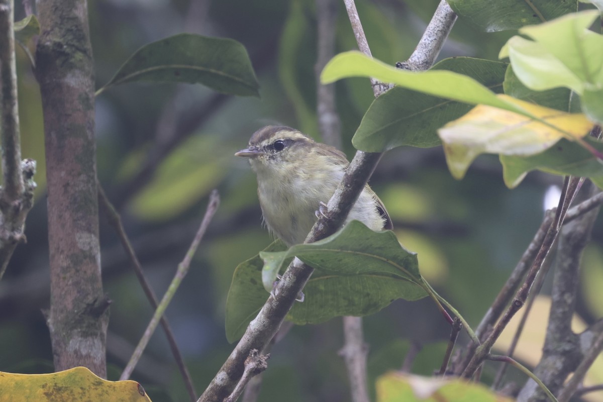 Lompobattang Leaf Warbler - ML604797471