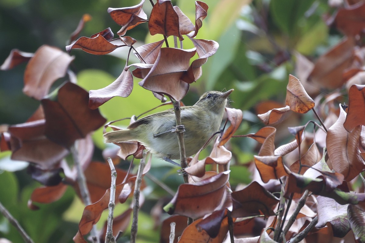 Lompobattang Leaf Warbler - ML604797541