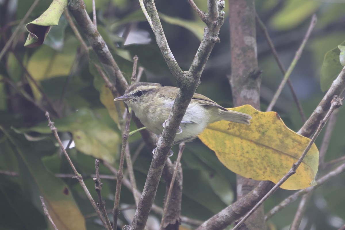 Lompobattang Leaf Warbler - Andrew William