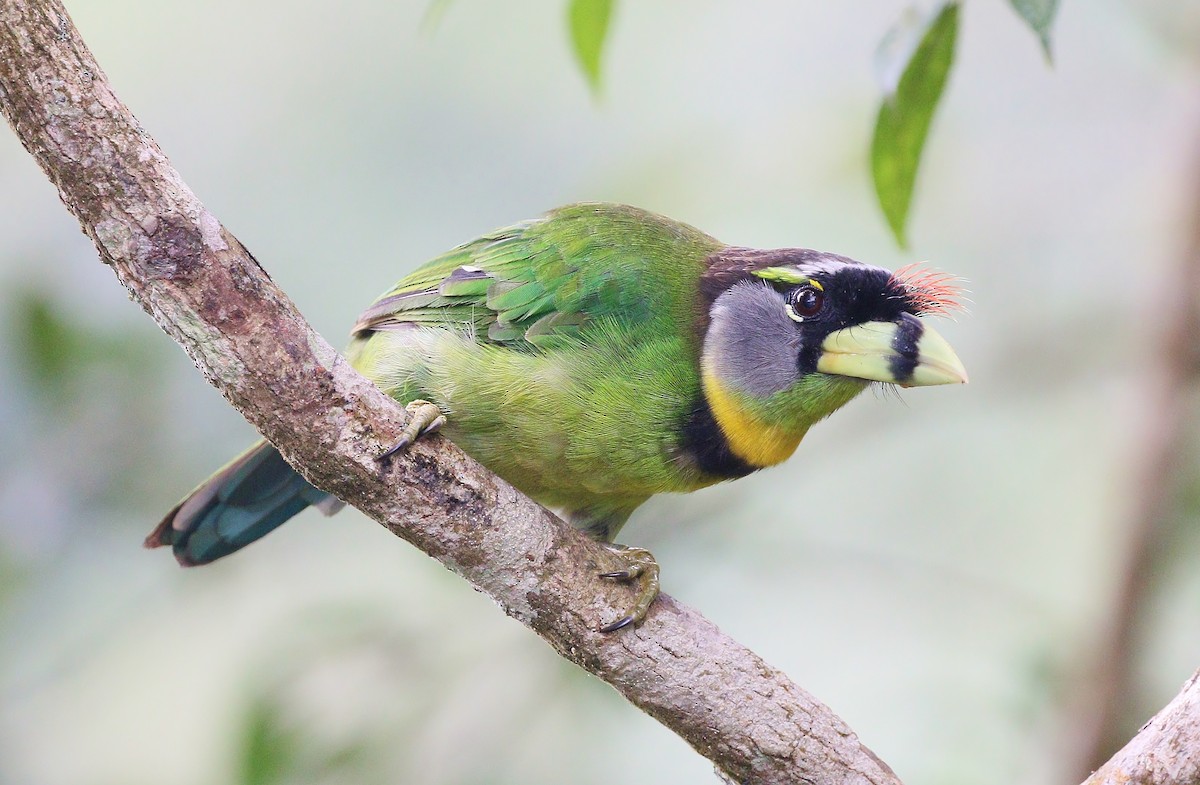 Fire-tufted Barbet - ML604797871