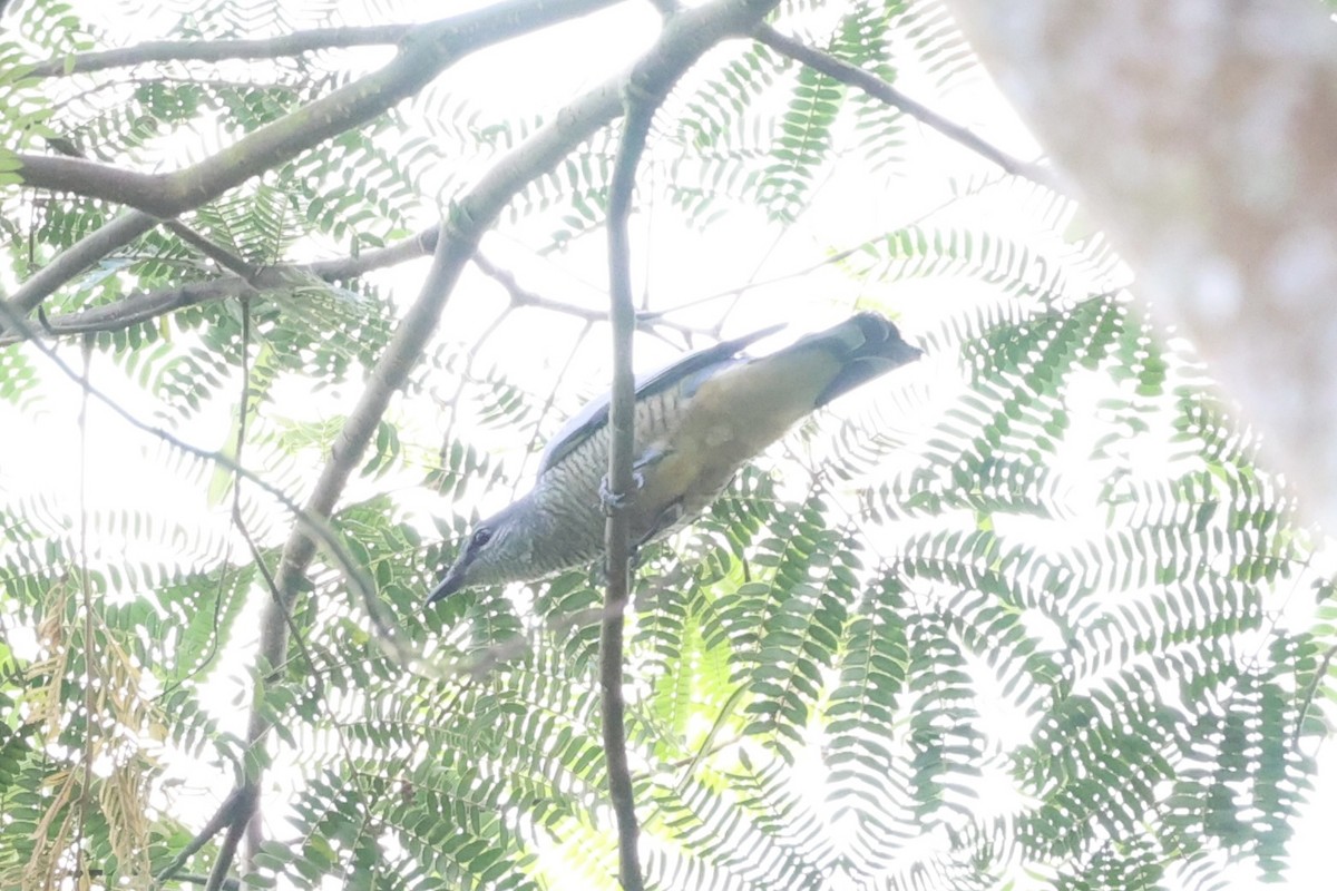 Sulawesi Cicadabird - ML604798661