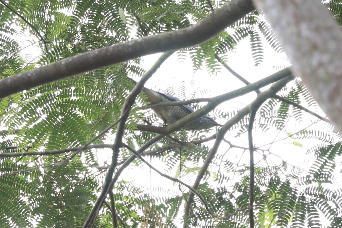 Sulawesi Cicadabird - ML604798681