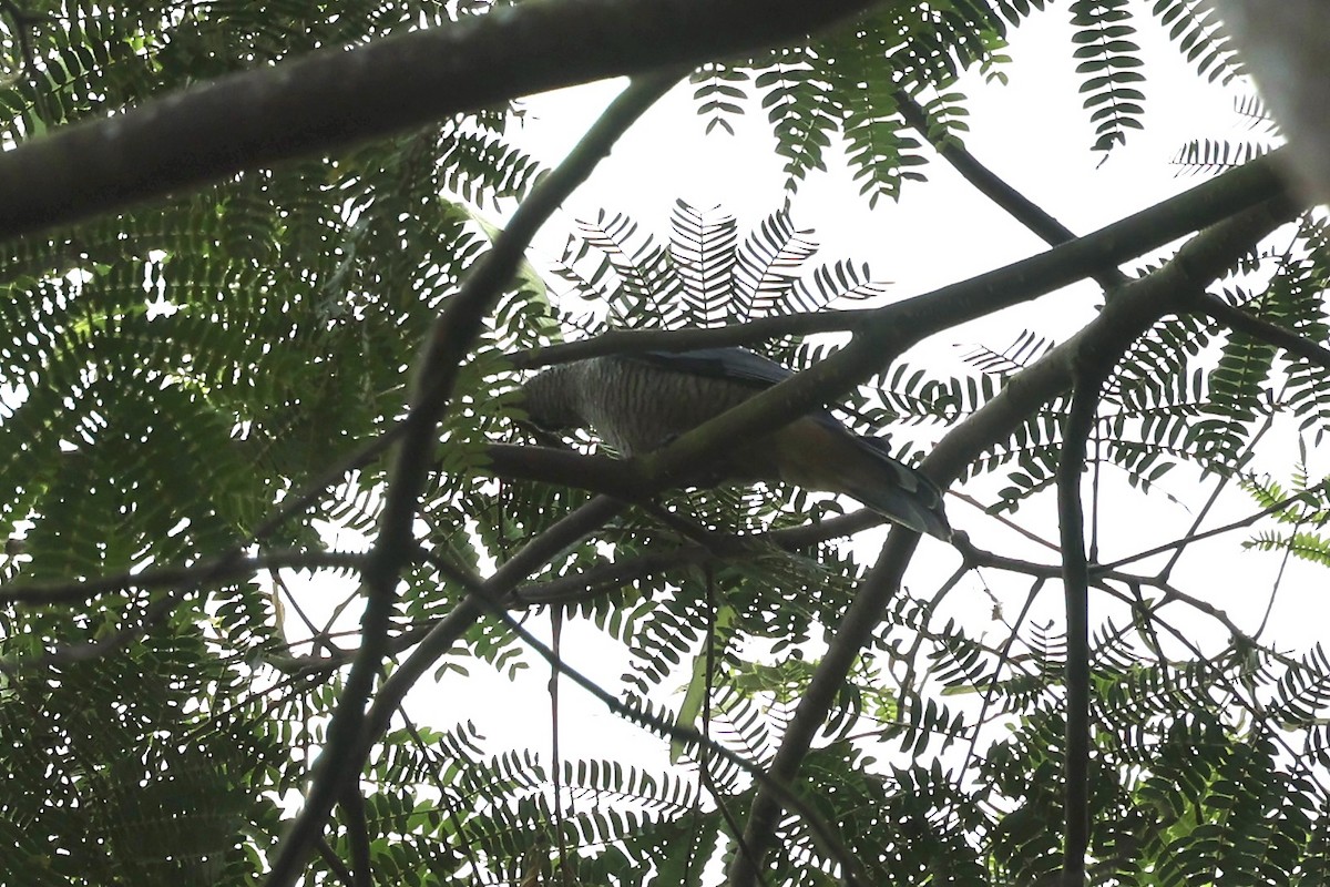Sulawesi Cicadabird - ML604798691