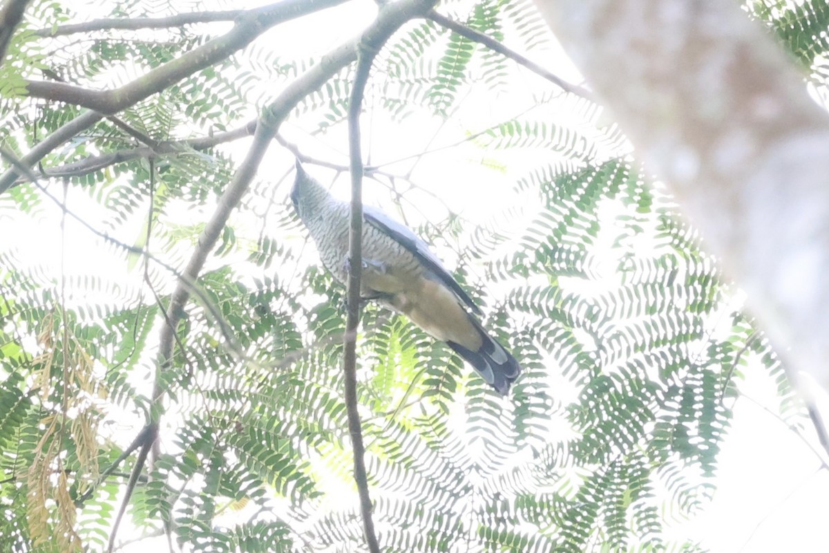 Sulawesi Cicadabird - ML604798711