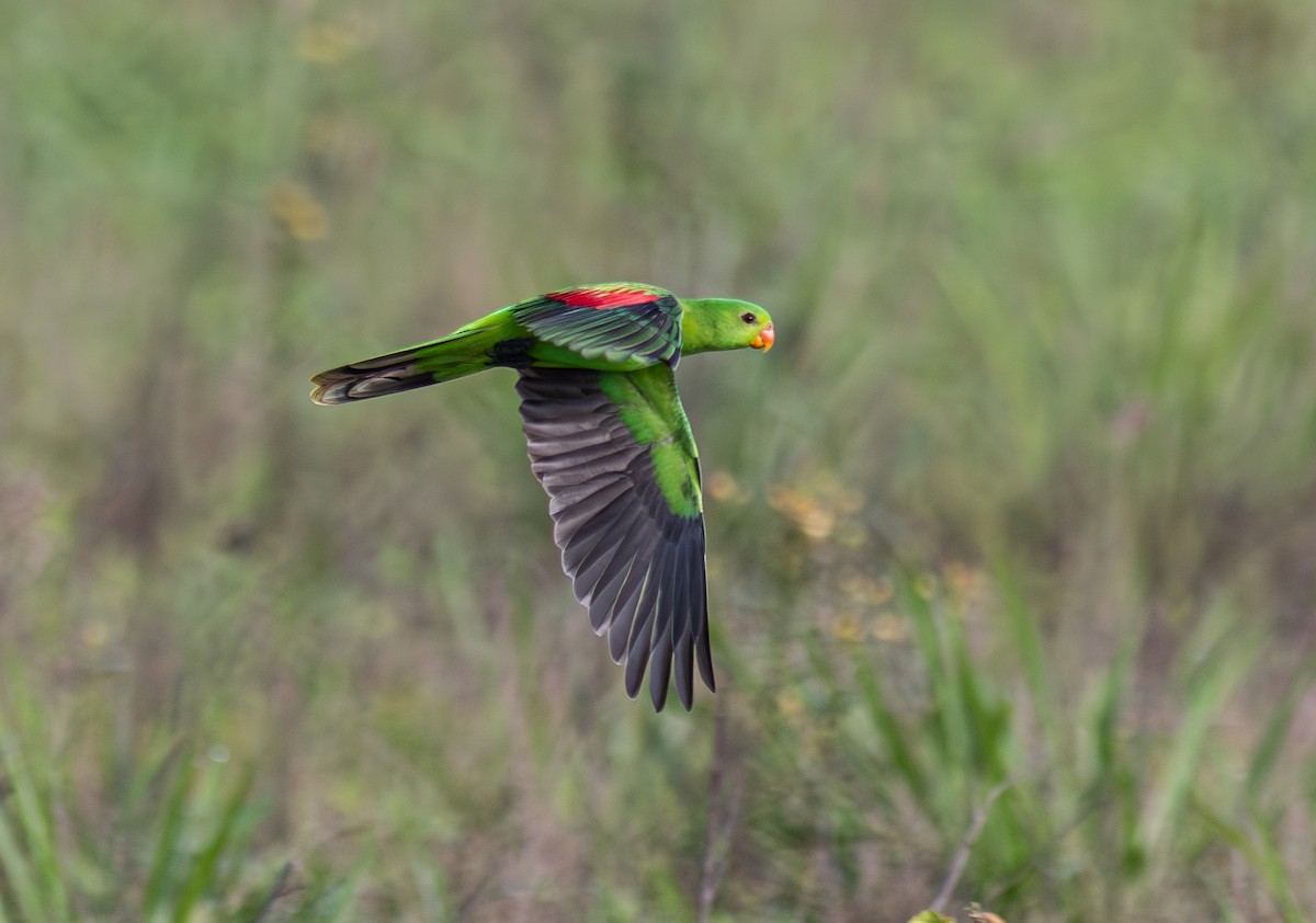 Red-winged Parrot - ML604802951