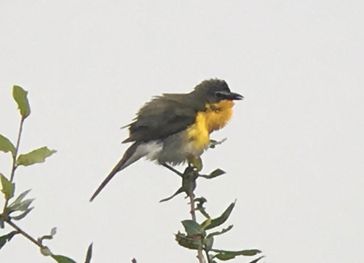 Yellow-breasted Chat - David Simpson