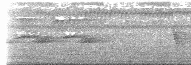 White-tailed Flycatcher - ML604812551