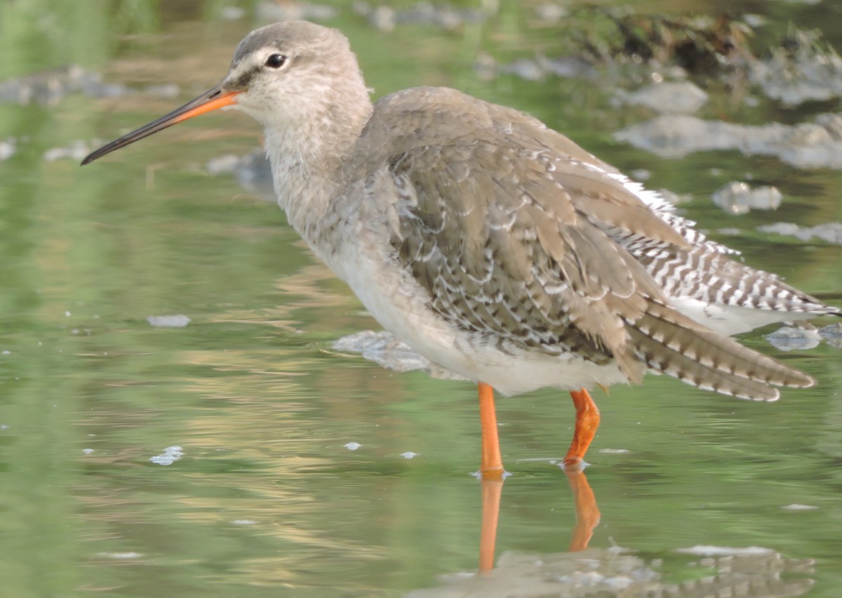 Spotted Redshank - ML60481381