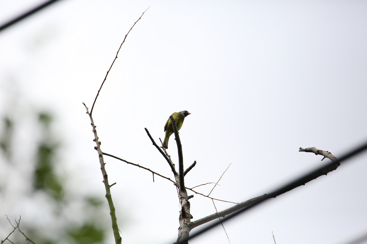 Collared Finchbill - Che-Lun Chang