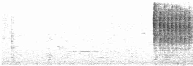 Соловьиная широкохвостка - ML604819181
