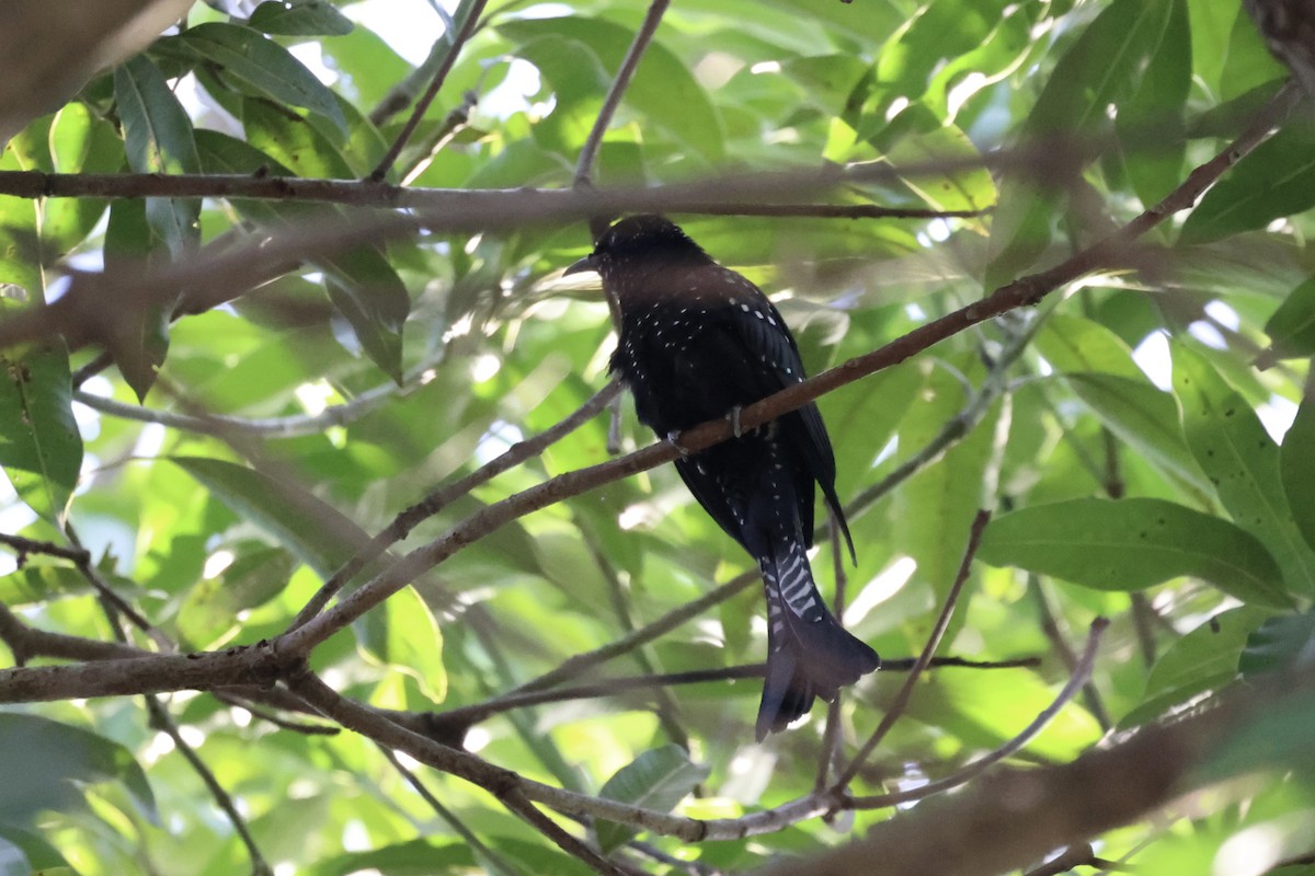 Moluccan Drongo-Cuckoo - Andrew William