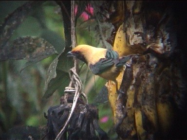 Burnished-buff Tanager - ML604820831