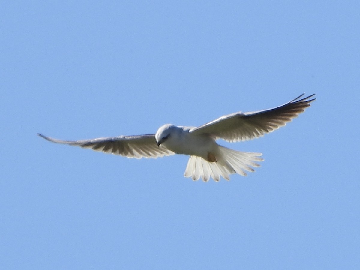 Black-shouldered Kite - ML604821181