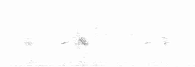 pěnice bělohrdlá - ML604822521