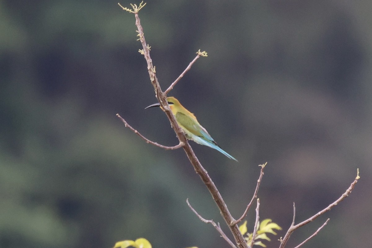 Blue-tailed Bee-eater - ML604823391