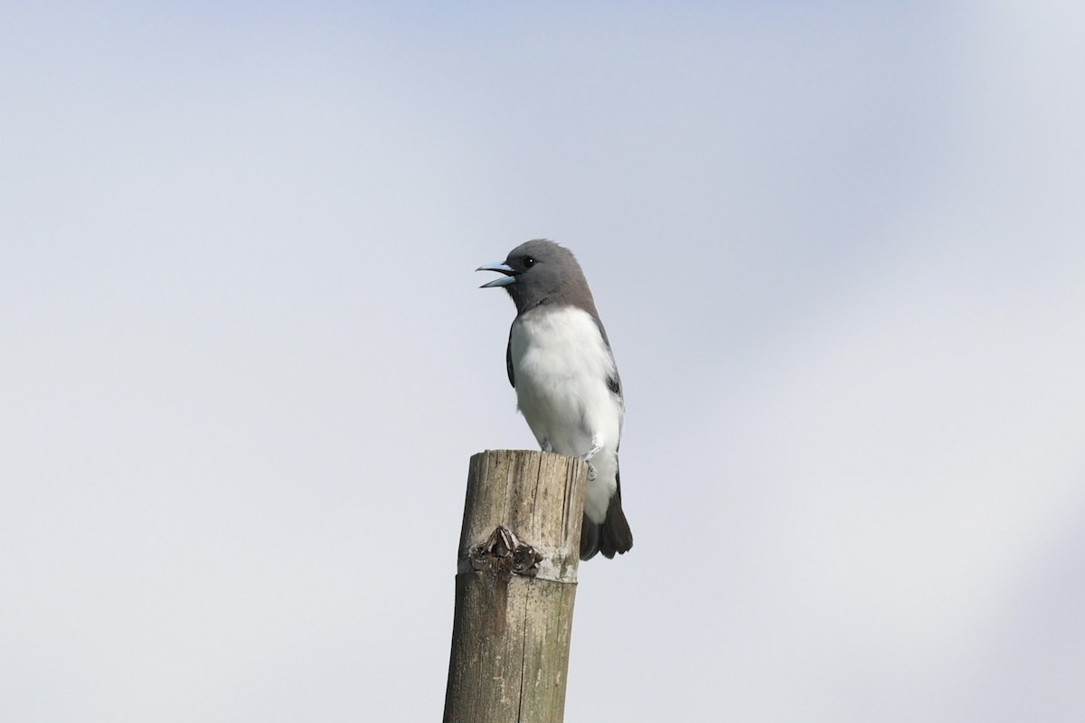 White-breasted Woodswallow - ML604823411