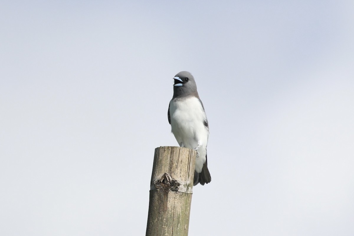 White-breasted Woodswallow - ML604823421