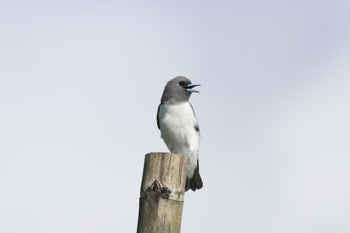 White-breasted Woodswallow - ML604823431