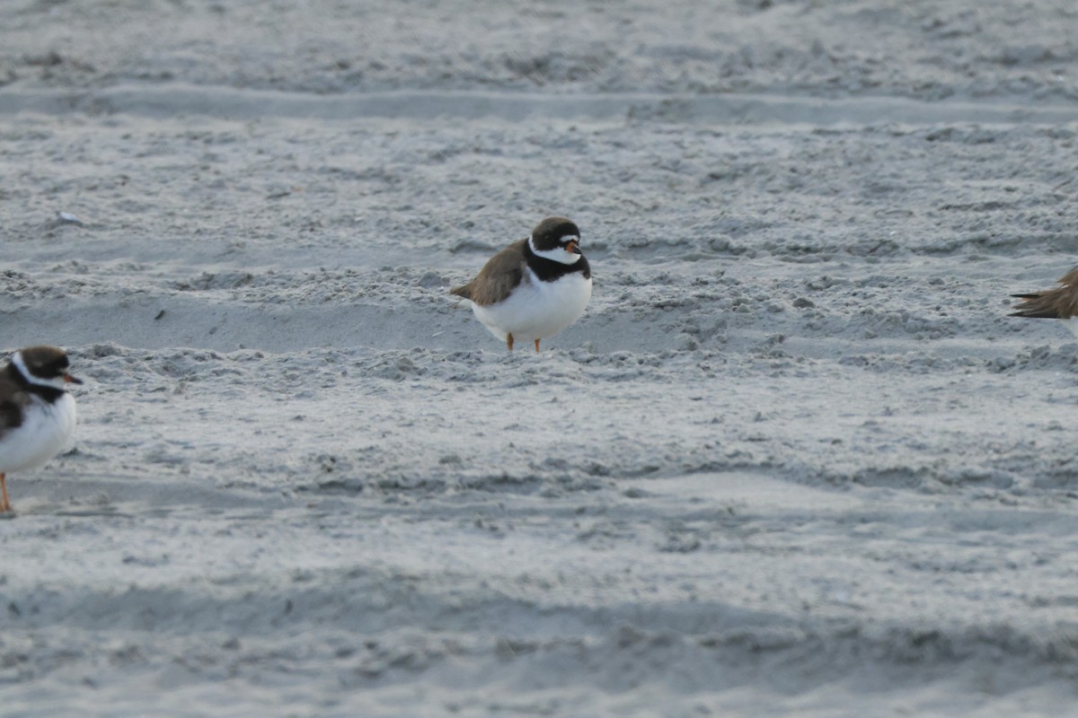 Semipalmated Plover - ML604825091