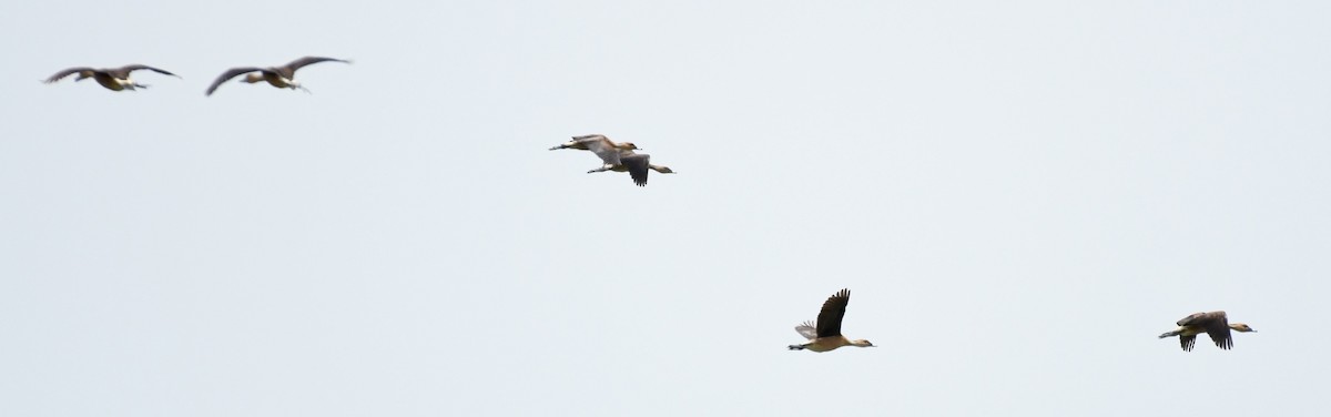 whistling-duck sp. - ML604829531