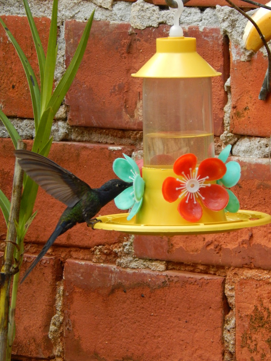 Swallow-tailed Hummingbird - ML604830681