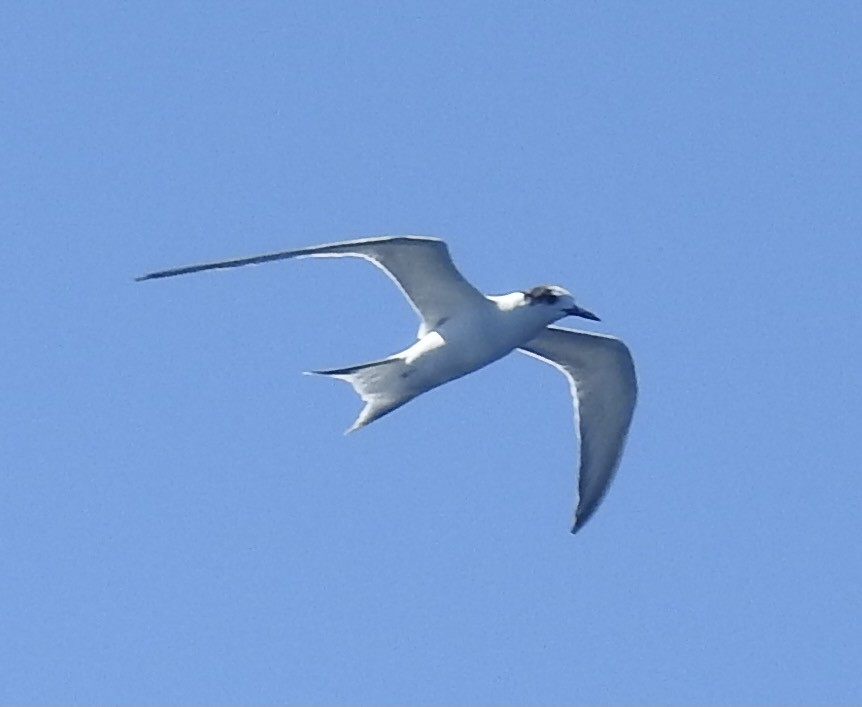 Common Tern - ML604830761