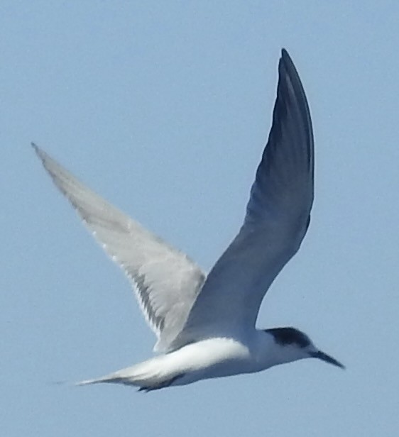 Common Tern - ML604830771