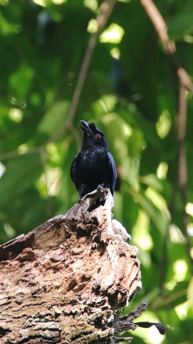 Greater Racket-tailed Drongo - Agus Nurza