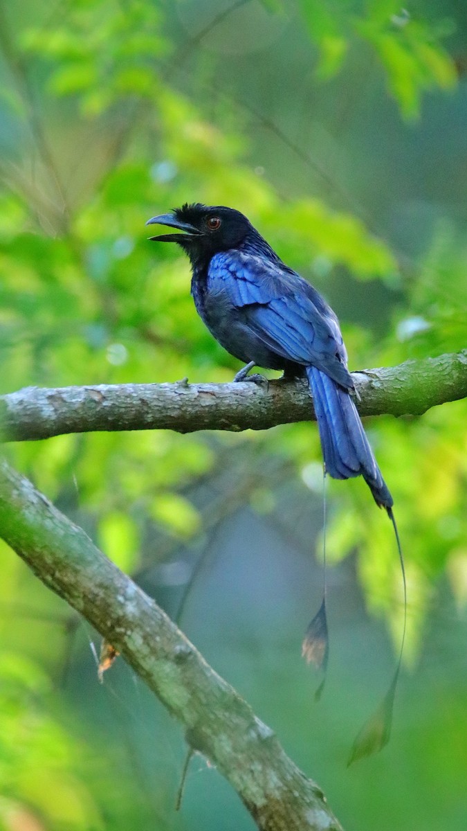 Greater Racket-tailed Drongo - Agus Nurza