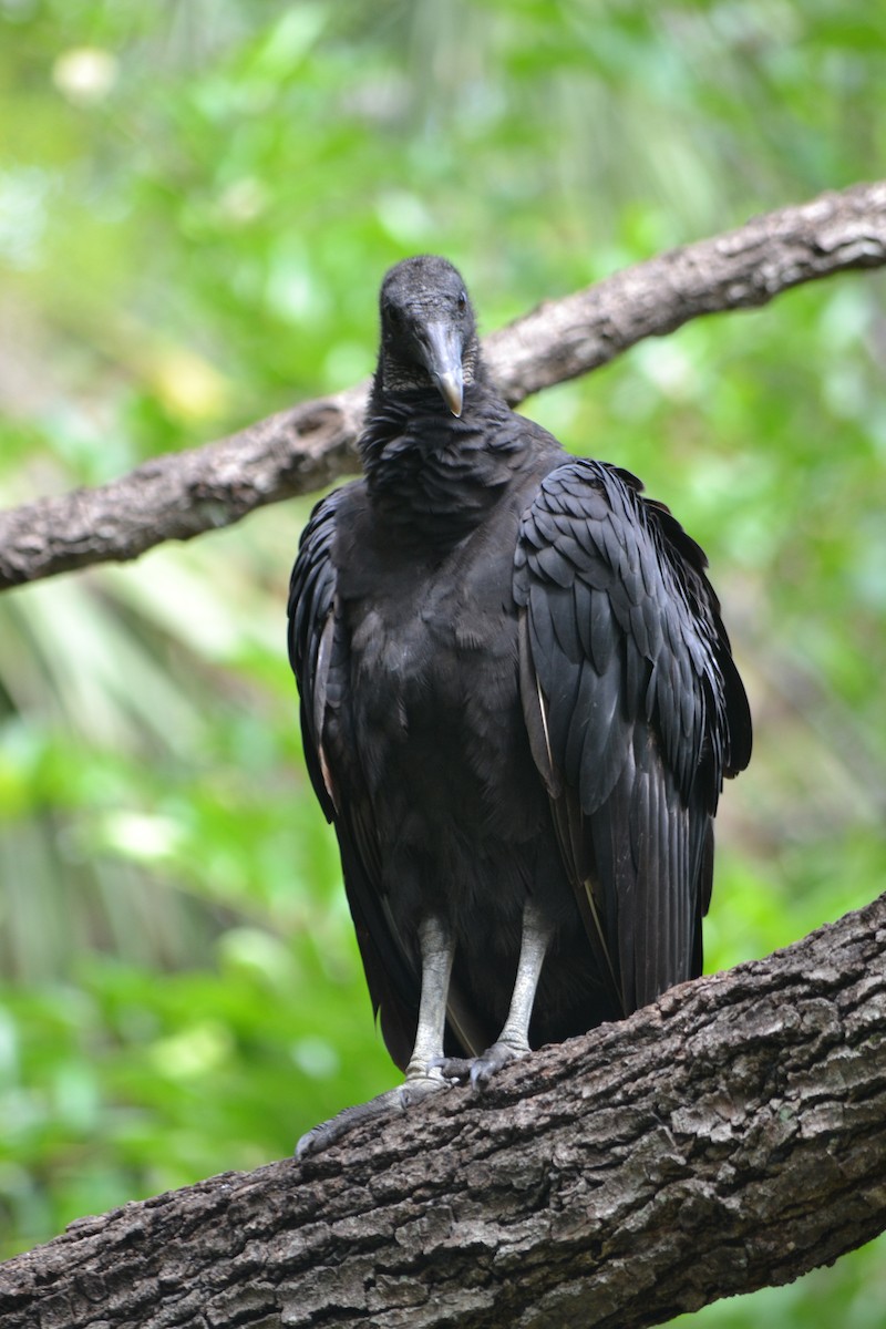 Black Vulture - Bill Uttenweiler