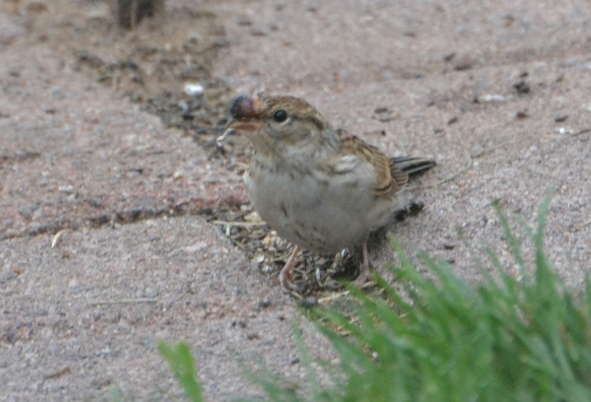 Chipping Sparrow - ML604837511