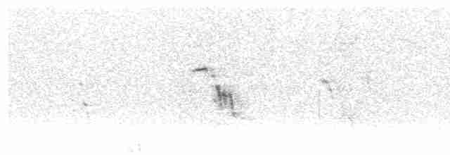 Plectrophane à ventre gris - ML604840241