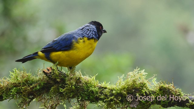 Hooded Mountain Tanager - ML604840251