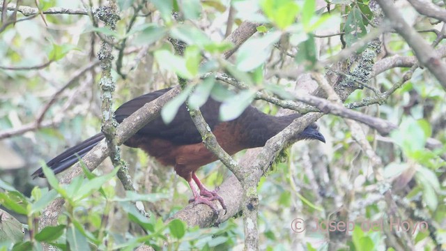Sickle-winged Guan - ML604841351