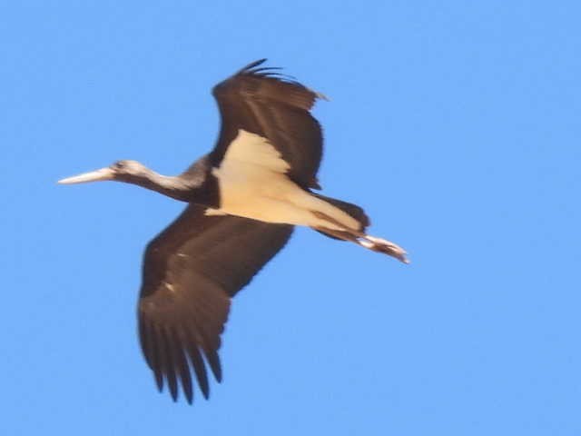 Black Stork - ML604850011