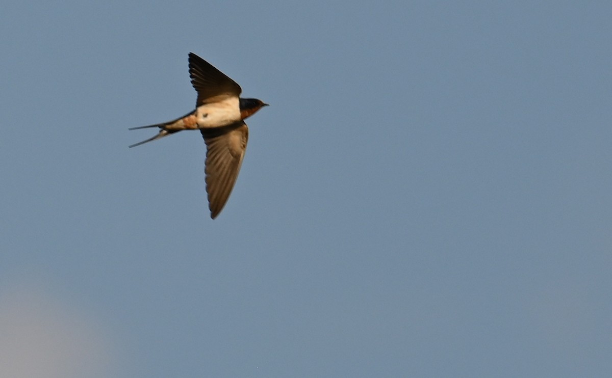 Barn Swallow (American) - ML604853101